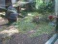 Zoo Cottbus 047